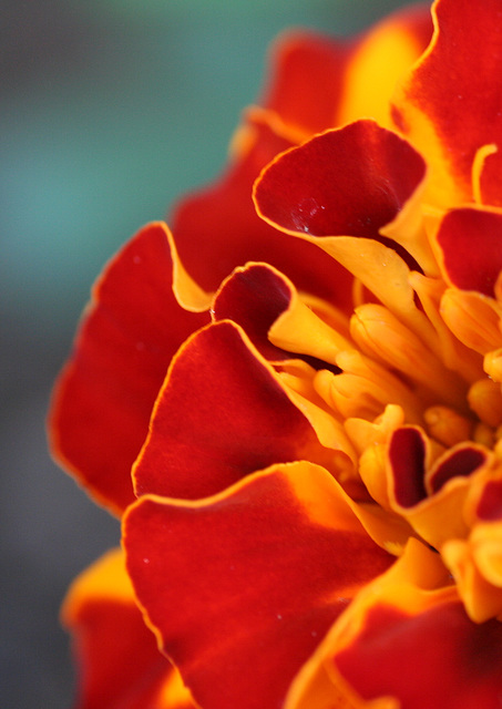 A Marigold's Folds