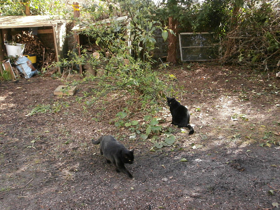 Both cats are exploring the driveway