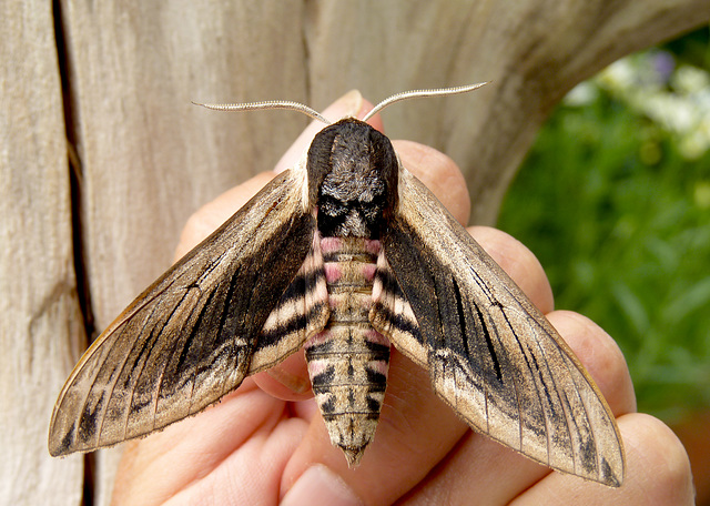 Privet Hawk-moth