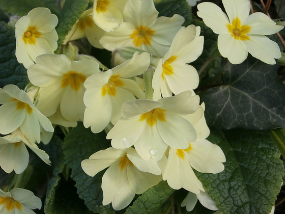 Good sized bunches of primroses