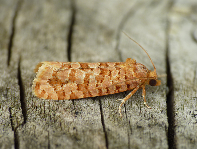 Lozotaeniodes formosanus