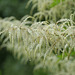 Goatsbeard (Aruncus dioicus) and Raindrops