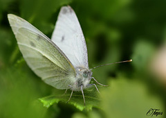 Pieris rapae