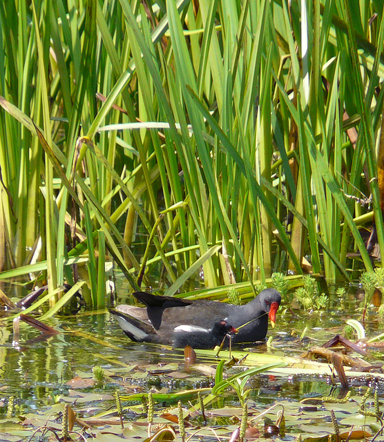 Moorehen and Young Tethered