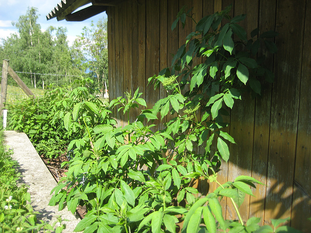 Holunder, Holler (Sambucus nigra)