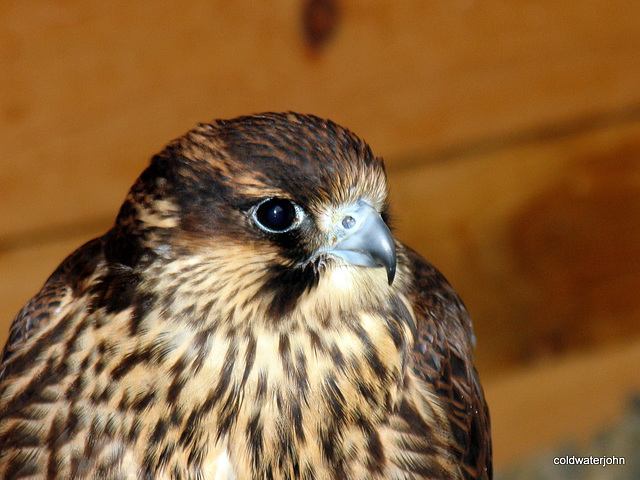 Hawk @ Aillwee Caves