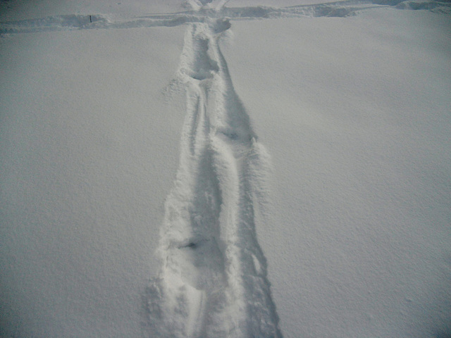 Moose tracks