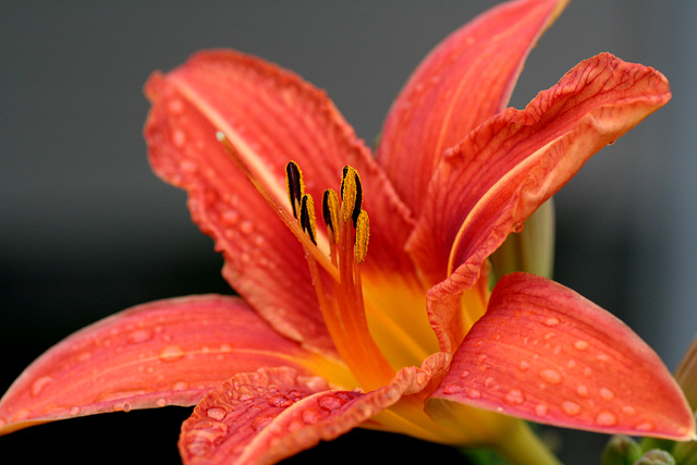 Rainy Daylily