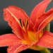 Rainy Daylily