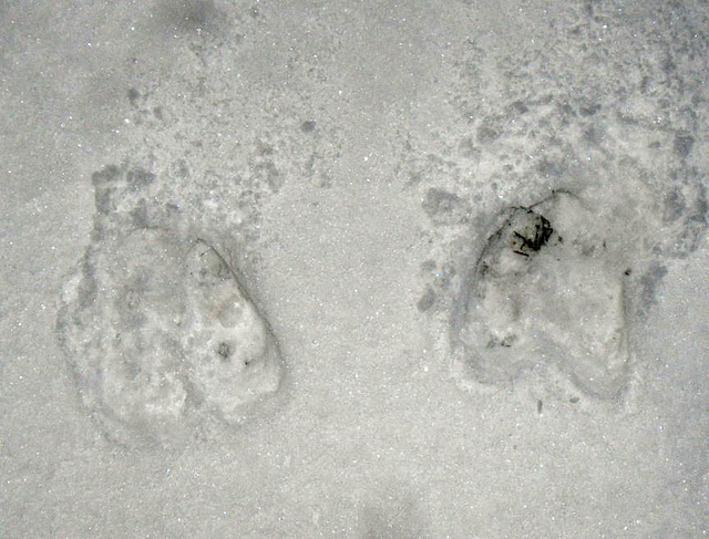 Fresh moose tracks!