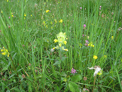 Zottiger Klappertopf [Rhinanthus alectorolophus]