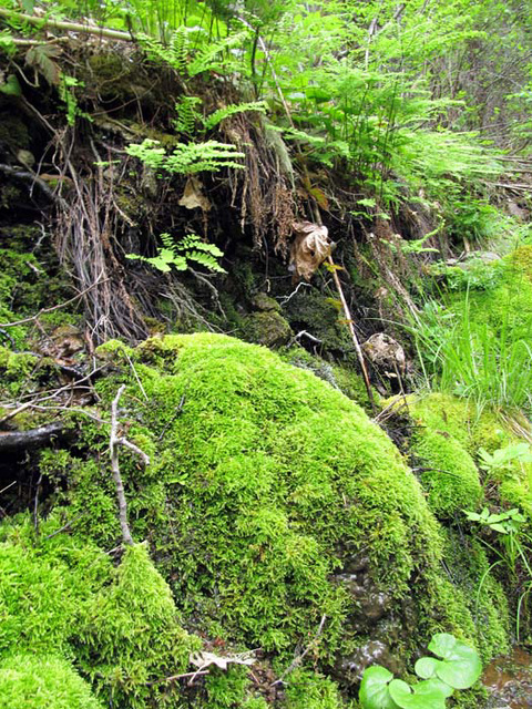 Moss-Covered Rocks