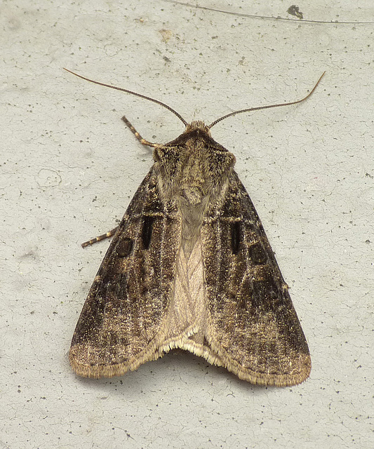 Pearly Underwing Partially Open