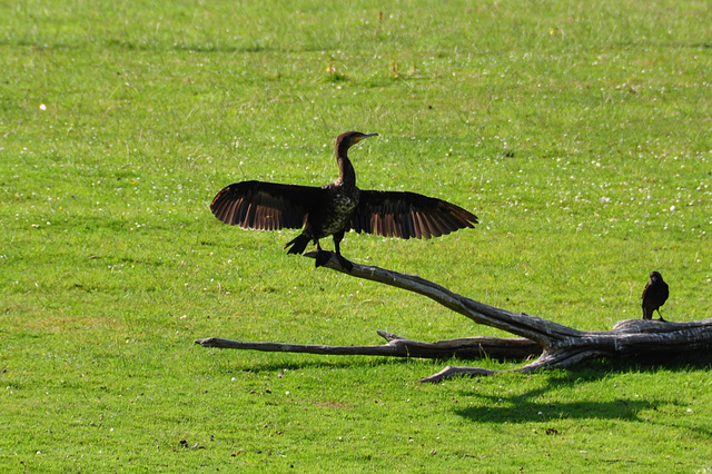 Cormorant