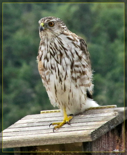 Cooper's Hawk, Hangin' Out and Waitin' For Chow