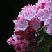 Mountain Laurel (Kalmia latifolia)