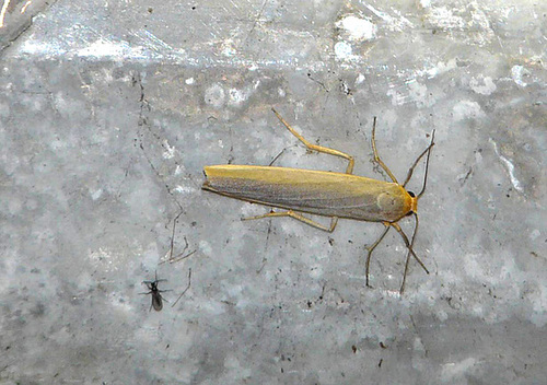 Scarce Footman