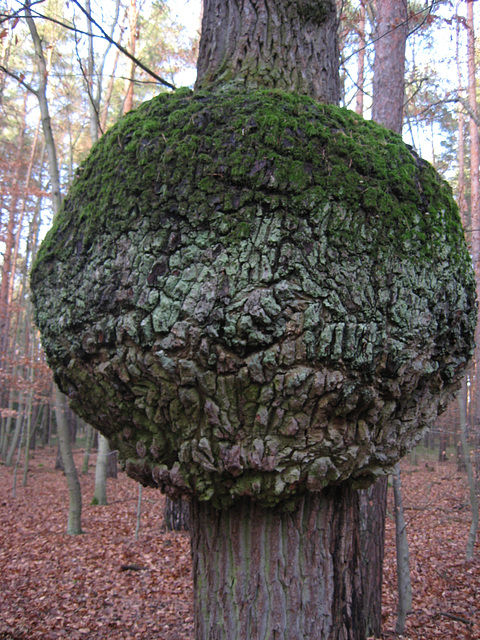 Laune der Natur - Kugelbaum