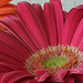 Transvaal Daisy (Gerbera jamesonii)