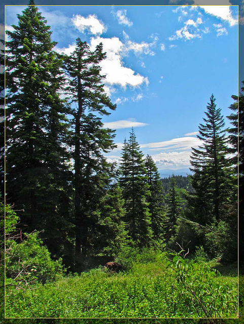 Forest and Vista