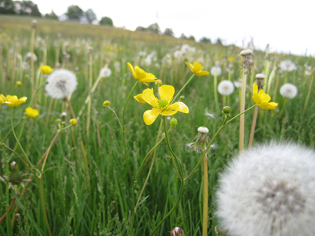 Löwenzahn und Hahnenfuß (Taraxacum sect. Ruderalia; Ranunculus)