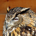 Eagle Owl: Birds of Prey @ Aillwee Caves