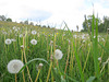 Löwenzahn (Taraxacum sect. Ruderalia)