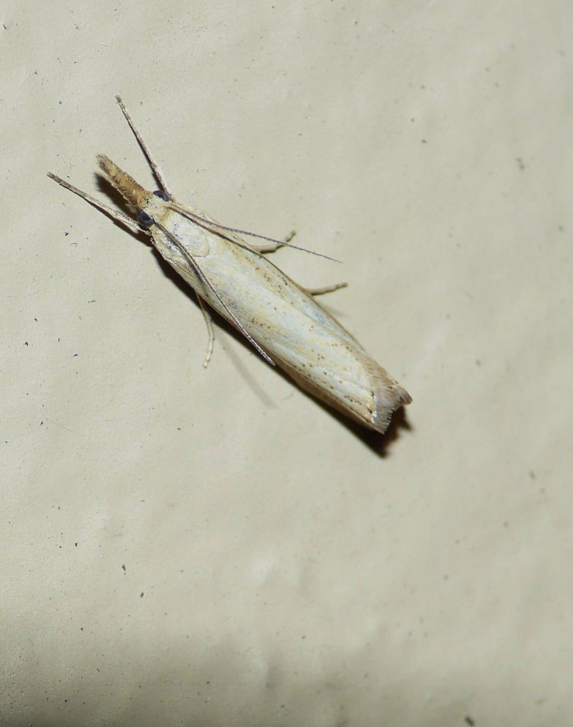 Crambus Perlella