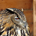 Eagle Owl: Birds of Prey @ Aillwee Caves