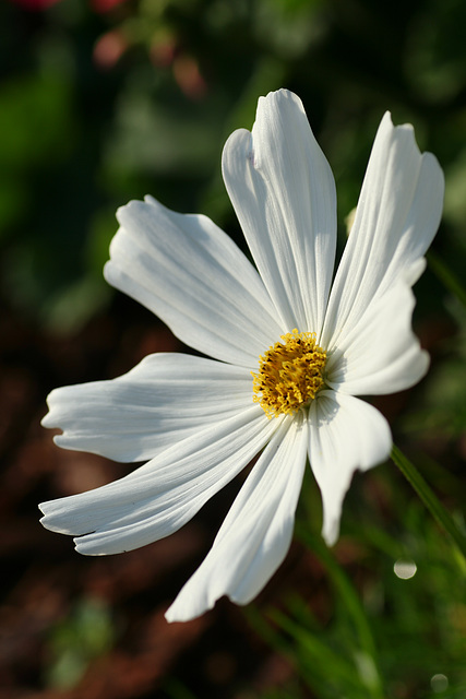 Mexican Aster (Cosmos bipinnatus)