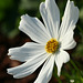 Mexican Aster (Cosmos bipinnatus)