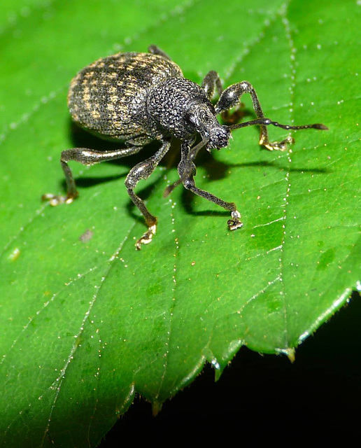 Vine Weevil -Front