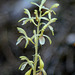 Western Coralroot (Corallorhiza mertensiana forma albolabia)