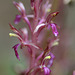 Western Coralroot (Corallorhiza mertensiana)