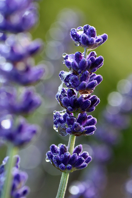 Lavender (Lavandula angustifolia) and Dew Drops