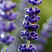 Lavender (Lavandula angustifolia) and Dew Drops