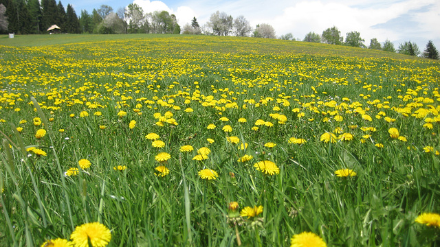 Löwenzahn (Taraxacum sect. Ruderalia)