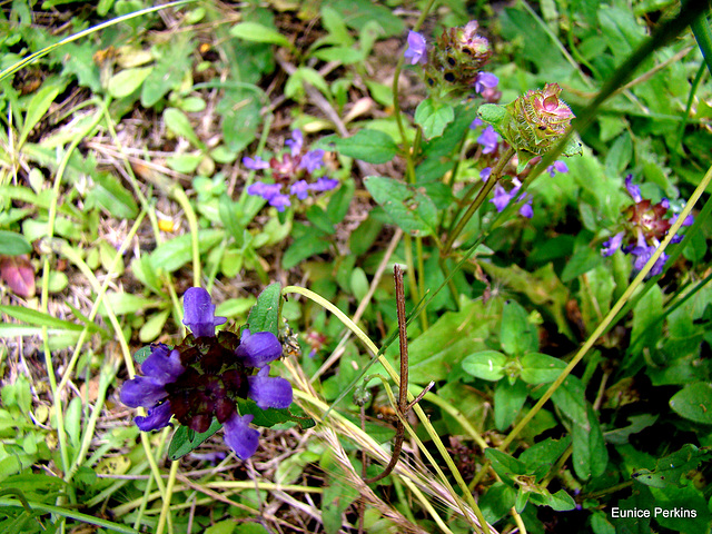 Purple weeds