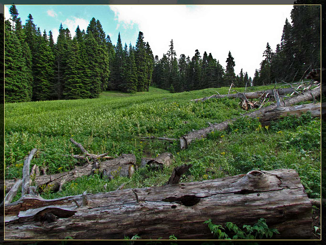 Corn Lily Meadow