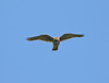 Kestrel @ Eye Level