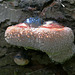 Immature Red Banded Polypore (Fomitopsis pinicola)