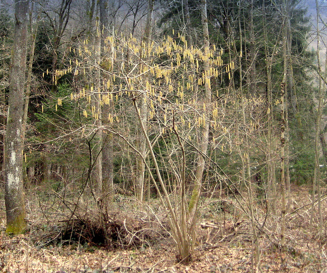 Blühender Haselstrauch (Corylus)