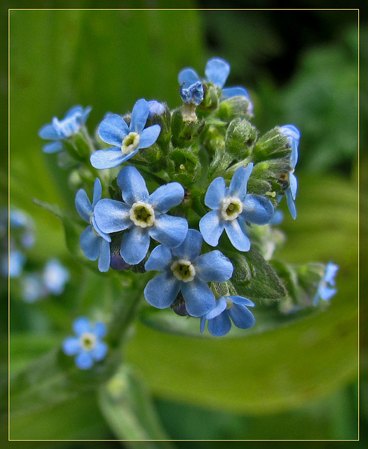 Forget Me Not Bouquet