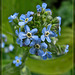 Forget Me Not Bouquet