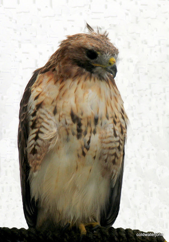 Birds of Prey @ Aillwee Caves