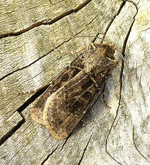 Pearly Underwing