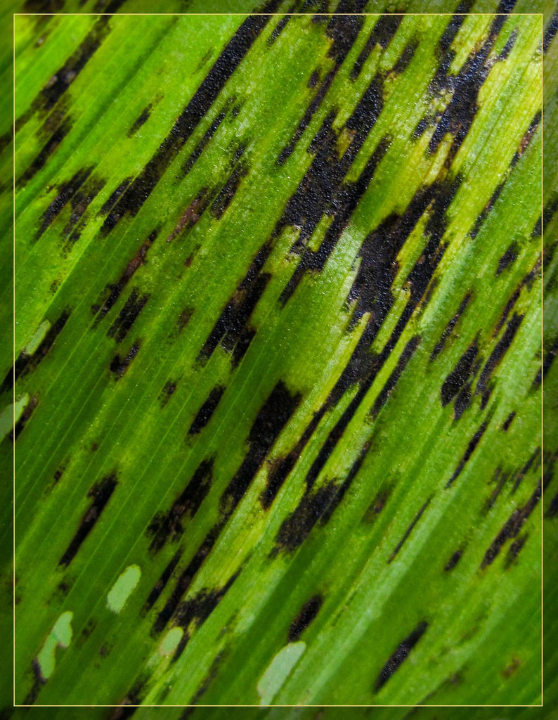 Corn Lily Leaf Damage Texture