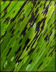 Corn Lily Leaf Damage Texture