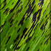 Corn Lily Leaf Damage Texture