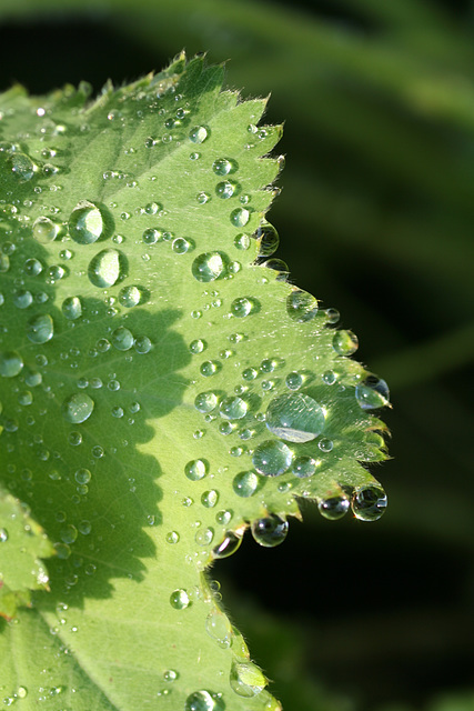 "Hath the rain a father? or who hath begotten the drops of dew?"  Job 38:28